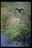 Anhinga drying out after a dive, Everglades National Park