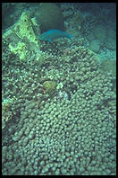 Underwater at Anse Chastanet, St. Lucia