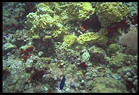 Underwater at Anse Chastanet, St. Lucia