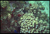Underwater at Anse Chastanet, St. Lucia
