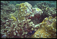 Underwater at Anse Chastanet, St. Lucia