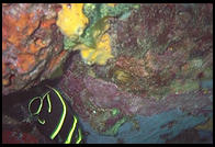 Underwater at Anse Chastanet, St. Lucia
