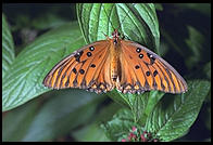 Butterfly World, Pompano Beach, Florida