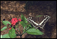 Butterfly World, Pompano Beach, Florida