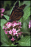 Butterfly World, Pompano Beach, Florida