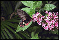 Butterfly World, Pompano Beach, Florida