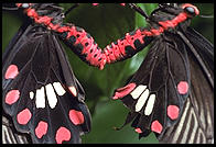 Butterfly World, Pompano Beach, Florida