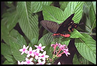 Butterfly World, Pompano Beach, Florida