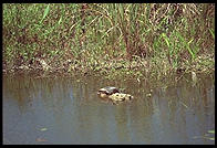 Everglades National Park