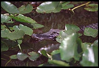 Everglades National Park