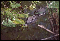 Everglades National Park