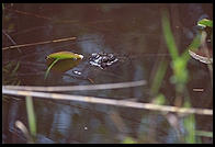 Everglades National Park