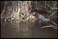 Everglades National Park
