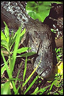 Everglades National Park