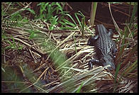 Everglades National Park