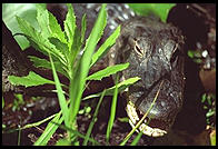 Everglades National Park