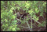 Everglades National Park