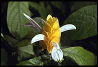 Butterfly World, Pompano Beach, Florida