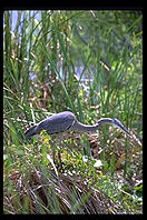 Great Blue Heron, Everglades National Park Anhinga Trail