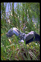 Great Blue Heron, Everglades National Park Anhinga Trail