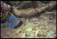 Underwater at Tobago Keys