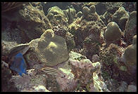 Underwater at Tobago Keys