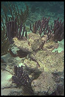 Underwater at Tobago Keys