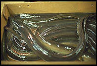Eels.  Fulton Fish Market.  Manhattan 1994 (pre burning).