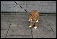 Cat being walked in Stockholm