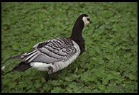 Goose.  Stockholm, Sweden
