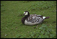 Goose.  Stockholm, Sweden