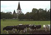 Cows and Church.  Tingstade (northern Gotland).