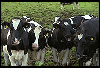 Cows and Church.  Tingstade (northern Gotland).