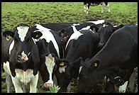 Cows and Church.  Tingstade (northern Gotland).
