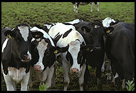 Cows and Church.  Tingstade (northern Gotland).