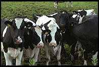 Cows and Church.  Tingstade (northern Gotland).