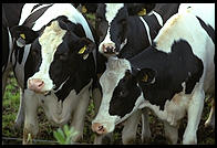 Cows and Church.  Tingstade (northern Gotland).
