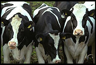 Cows and Church.  Tingstade (northern Gotland).
