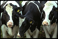 Cows and Church.  Tingstade (northern Gotland).