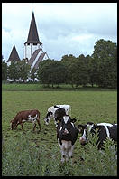 Cows and Church.  Tingstade (northern Gotland).
