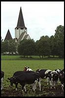 Cows and Church.  Tingstade (northern Gotland).