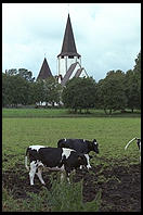 Cows and Church.  Tingstade (northern Gotland).