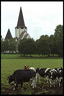 Cows and Church.  Tingstade (northern Gotland).