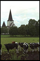 Cows and Church.  Tingstade (northern Gotland).