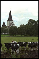 Cows and Church.  Tingstade (northern Gotland).