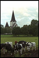 Cows and Church.  Tingstade (northern Gotland).