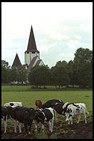 Cows and Church.  Tingstade (northern Gotland).