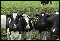 Cows and Church.  Tingstade (northern Gotland).