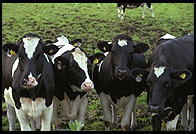 Cows and Church.  Tingstade (northern Gotland).
