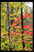 Fall
foliage in the Adirondacks (New York).